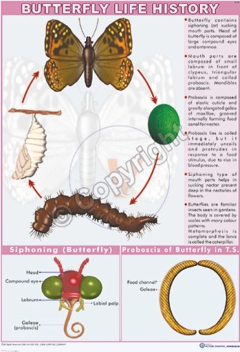 Z-18_Butterfly Life cycle - CC