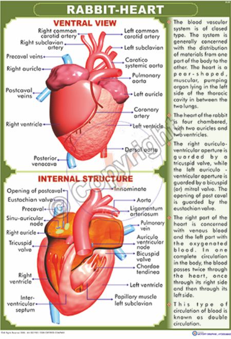 rabbit heart diagram