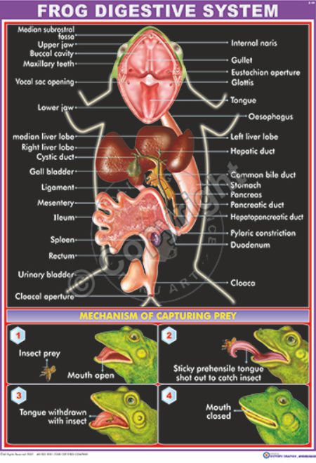 Z-50_Frog digestive system - CC