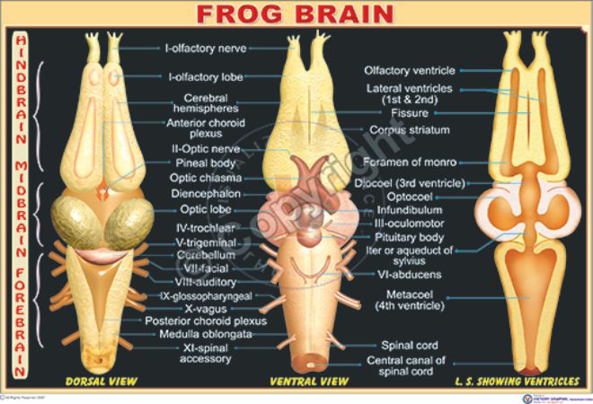 Z-57_Frog brain N