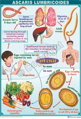Parasitology - Life Cycles
