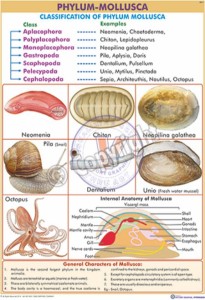 ZP-7_Phylum-Mollusca - Final