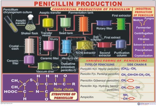 BT-21_Pencillin production CC