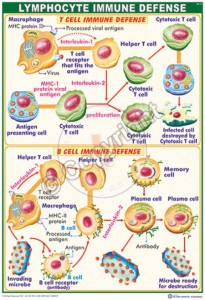 IM-14_Lymphocyte immune defense - CC