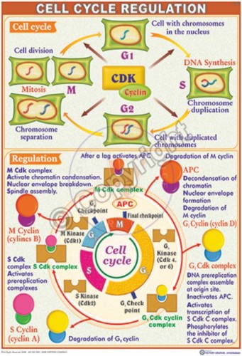 IM-20_Cell Cycle Regulation - CC