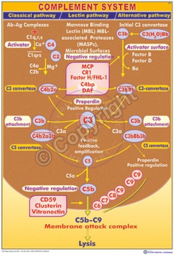 IM-5_Complement system - CC