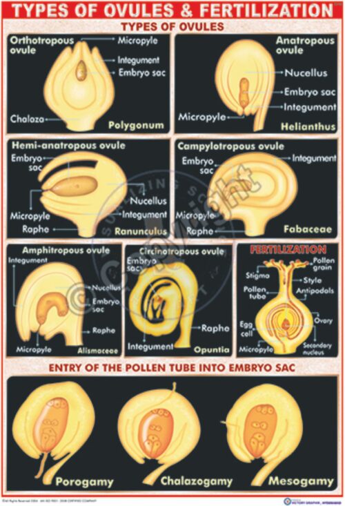 B-10_Types ovules - CC