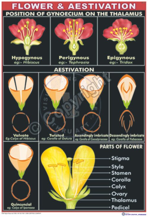 B-12_Flower & Aestivation-CC