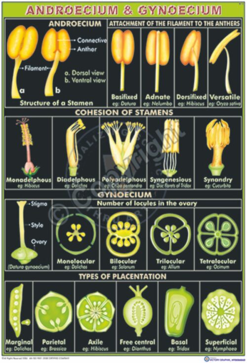 B-13_Androecium & Gynoecium - CC