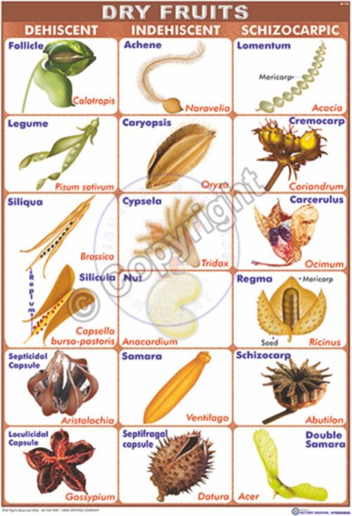 B-15_Dry Fruits - CC