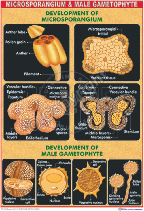 B-19_Microsporangium & male gametophyte -CC