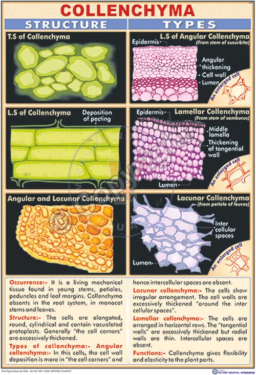 B-22_Collenchyma - CC