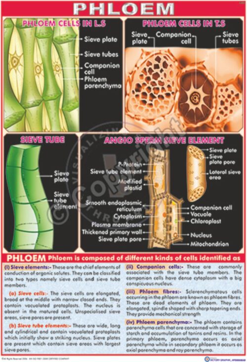 B-24_Phloem final - CC