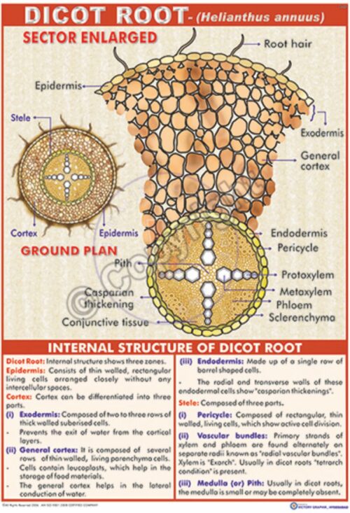 B-27 Dicot Root (Helianthus Annuus)