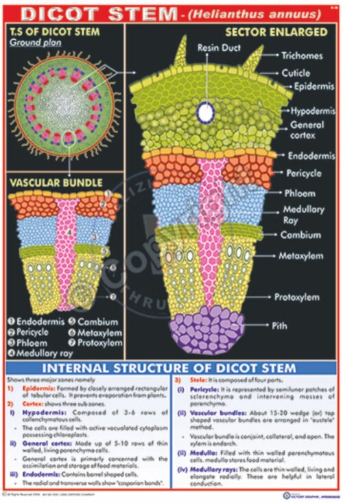 B-28_Dicot stem Final - CC