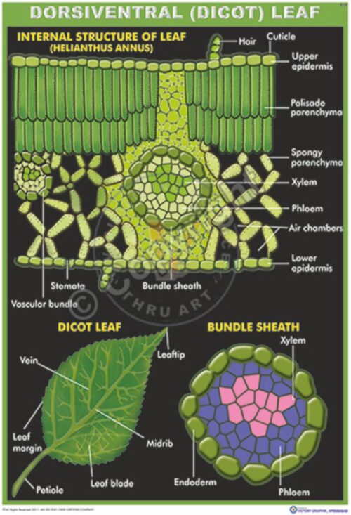 B-29_Dicot leaf_100x70_final -CC