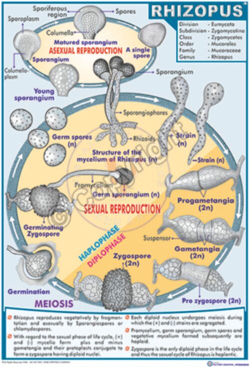 B-2_Rhizopus - CC