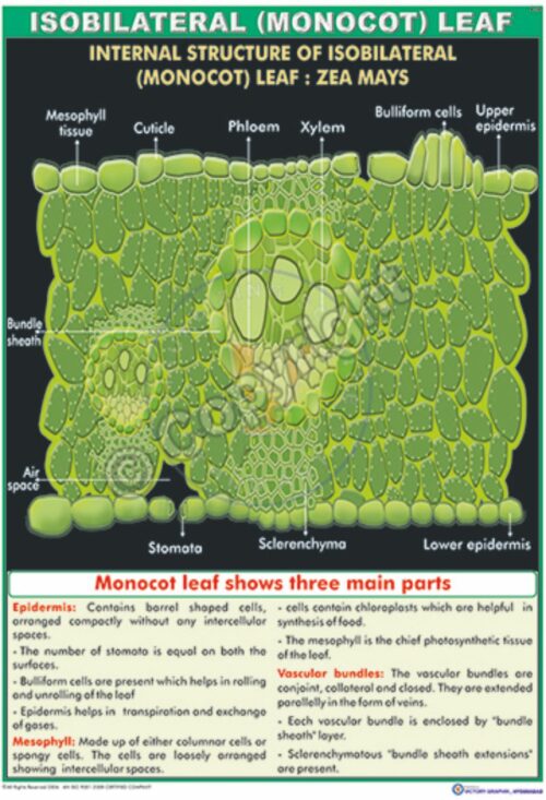 B-30_Isobilateral (Monocot) Leaf Final - CC