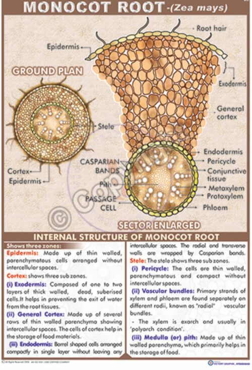 B-31_Monocot root_CC