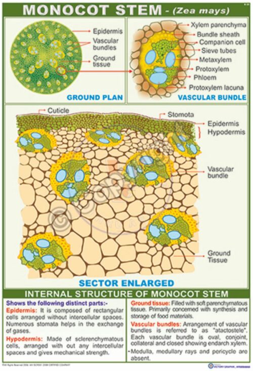 B-32_MONOCOT STEM CC