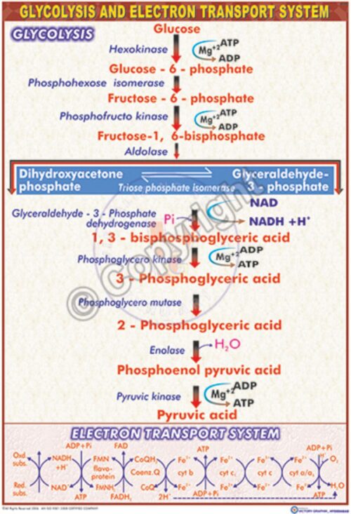 B-35_Glycolysis - CC