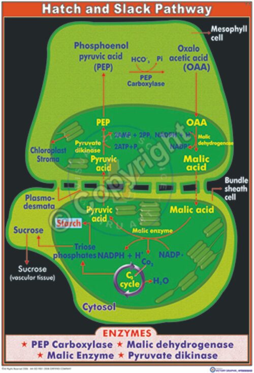 B-36_Hatch & slak pathway - CC