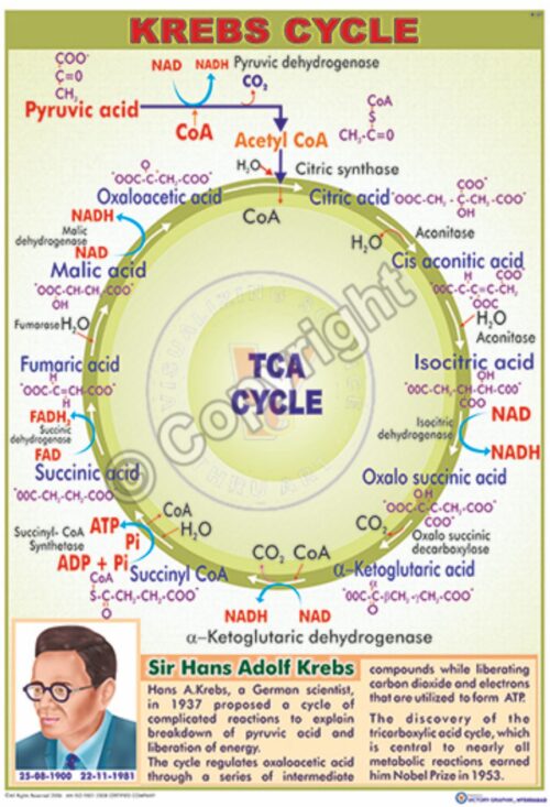 B-37_Krebs Cycle - CC