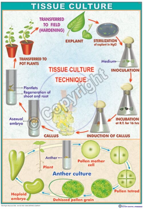 B-39_Tissue Culture - CC