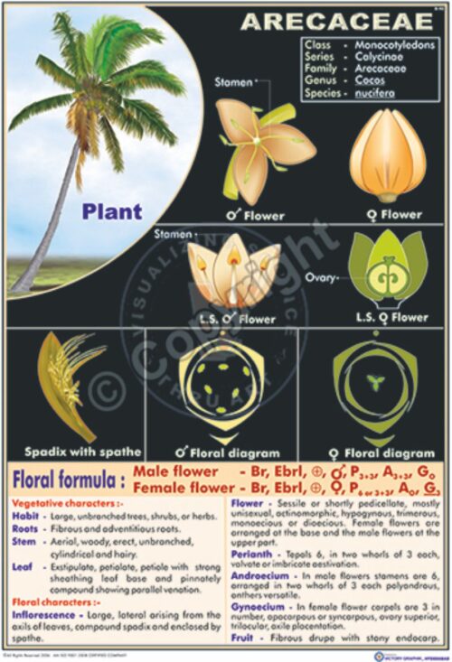 B-40_Arecaceae - CC