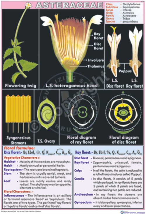 B-41_Asteraceae - CC