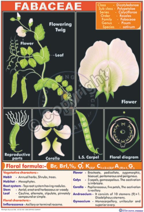 B-46_Fabaceae - III - CC