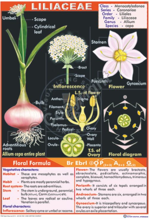 B-47_Liliaceae Plant Final - CC