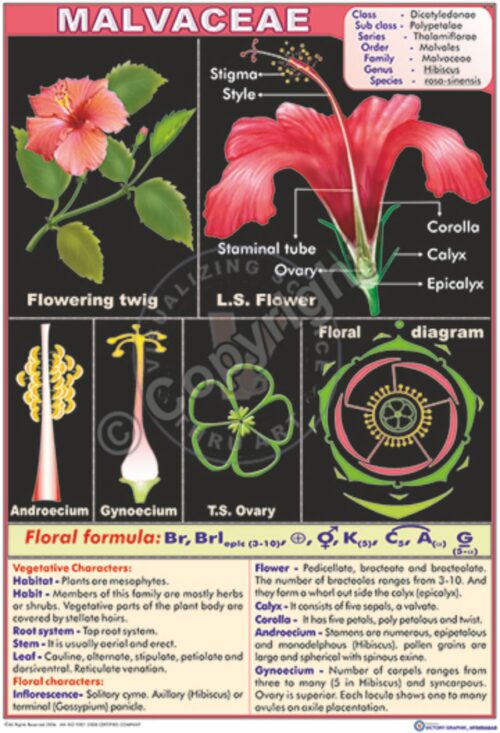 B-48_Malvaceae - CC