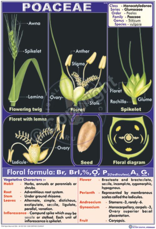 B-49_Poaceae - CC