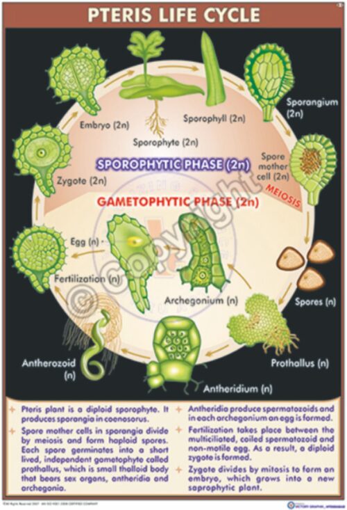 B-4_Pteris Life cycle Final - CC