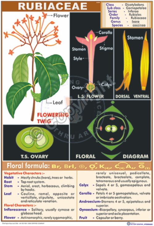 B-50_Rubiaceae - CC