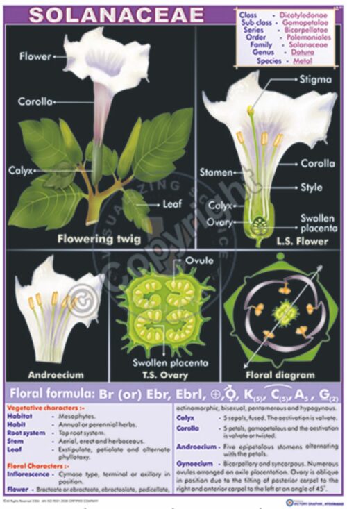 B-51_Solanaceae Final - CC