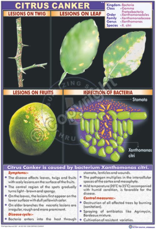 B-54_Citrus canker - CC