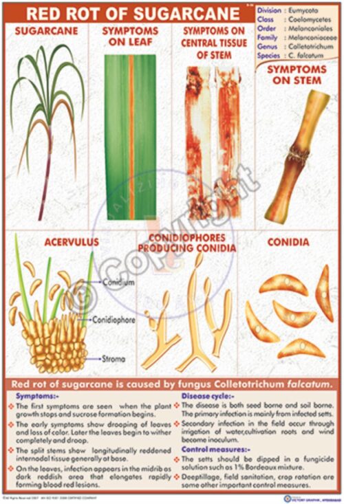 B-56_Red rot of Sugar cane - CC