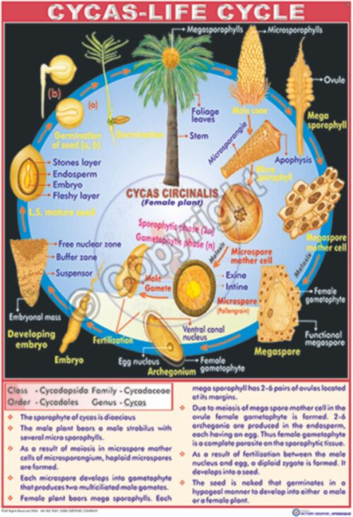 B-5_CYCAS - CC