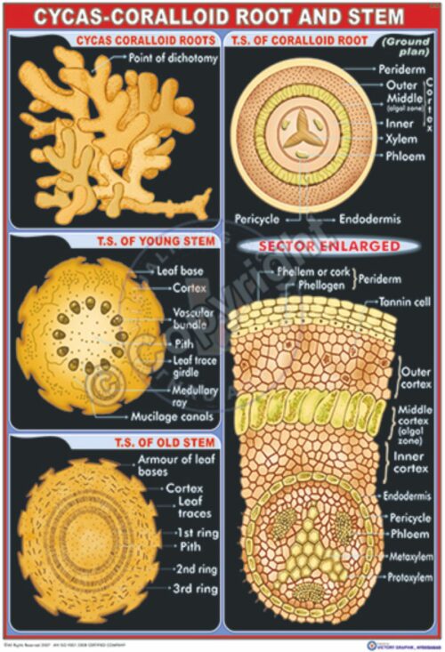 B-5_CYCAS - CC