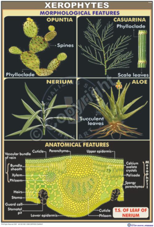 B-62_Xerophytes - CC