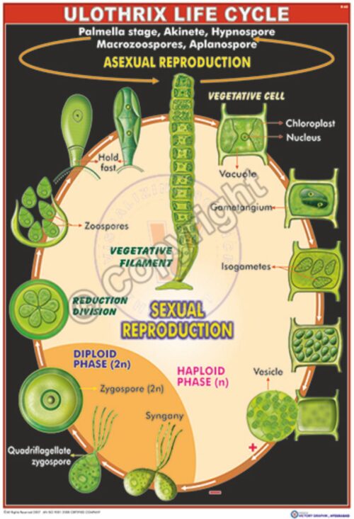 B-65_Ulothrix Life cycle - CC