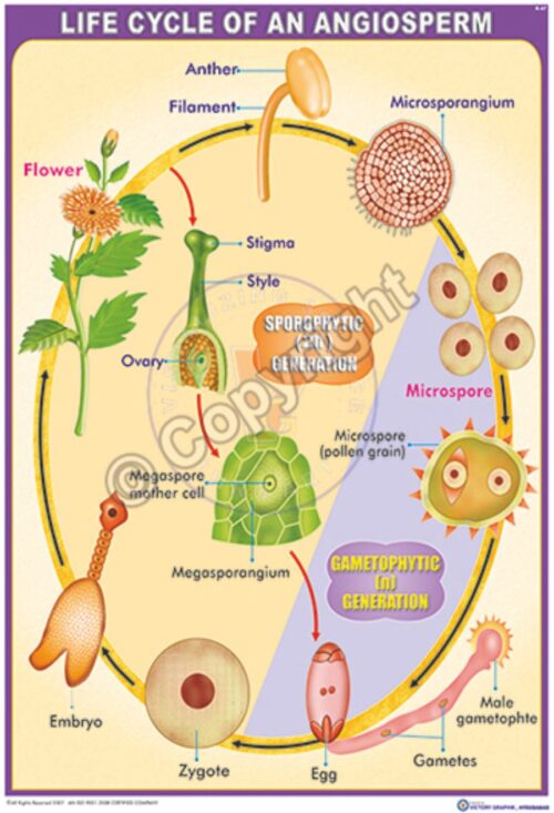 B-67_Angisperm Life Cycle - CC