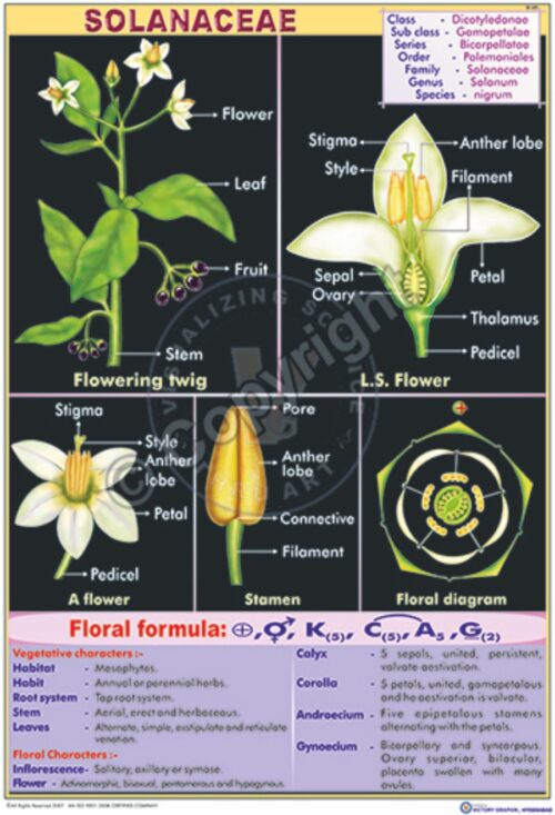 B-69_SOLANACEAE Final - CC