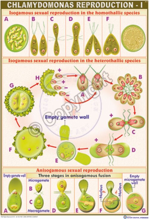 B-71_Chlamydomonas Reproduction -1 - CC