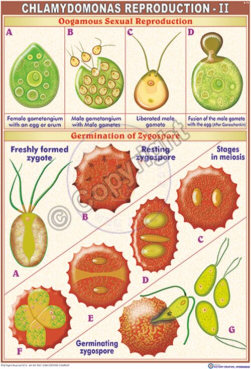 B-72_Chlamydomonas Reproduction -II - CC
