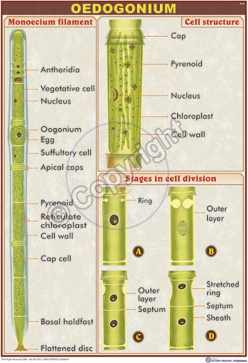 B-76_Oedogonium - CC