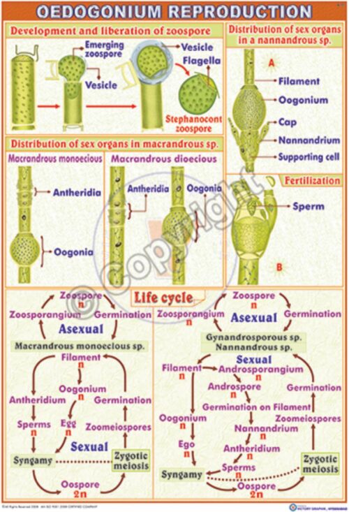 B-77_Oedogonium Repeoduc - CC