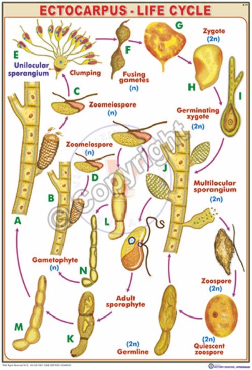 B-79_Ectocarpus life cycle_II - CC